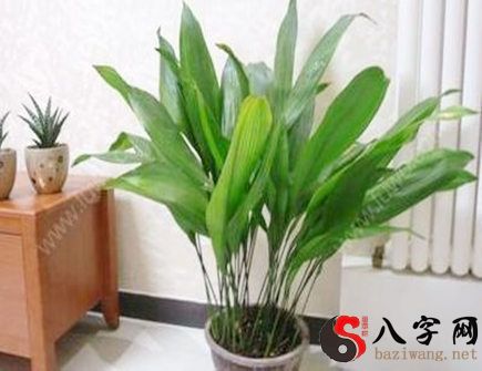 客厅门口放什么植物好?