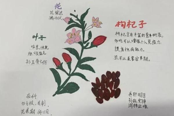 童子命还人：用水果化解命运的奥秘与智慧