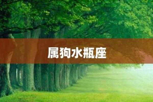水瓶座：在生肖与运势交织中绽放的命运之花