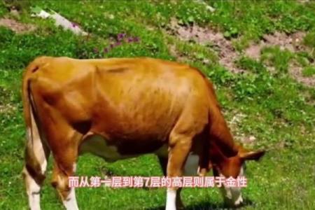 正月十一出生的命运解析:细说这一日的生肖和五行特征