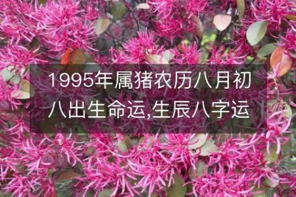 属猪五行缺金命运解析：如何化解与改善人生运势