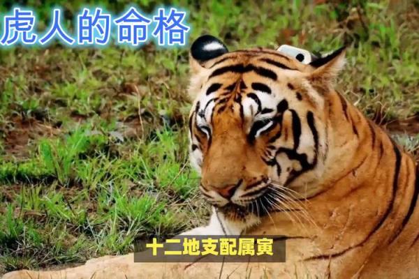 为何女人很少成为魁罡命戍寅的命格？探寻背后原因与影响