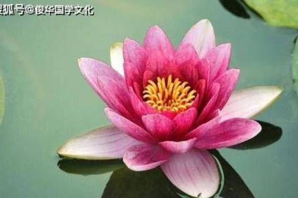 太阳火命与其他命理的互补：探寻最佳搭配之道