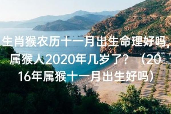 五十五岁属猴人的命运解析：智慧与挑战并存的精彩人生