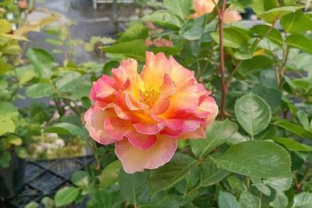 四月繁花似锦：探索本命花的魅力与传说