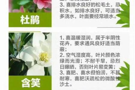 水命风水中适合养的花卉推荐及其养护技巧