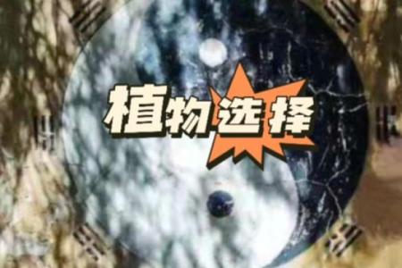 探秘石榴木命:与各命相配的智慧与魅力