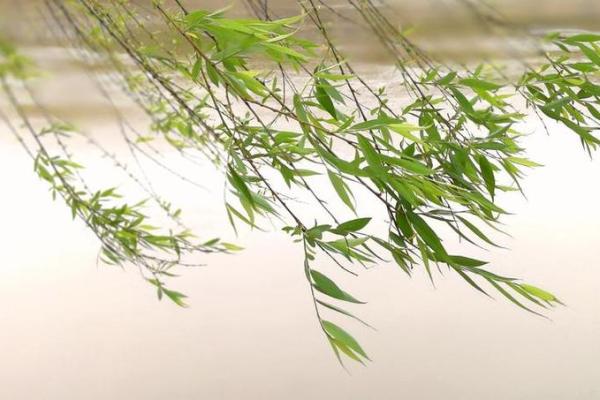 杨柳木命与命理配对：最适合的命与和谐人生