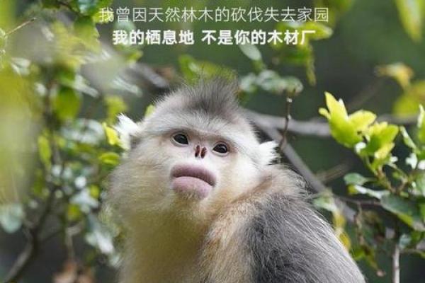养宠物的奇妙转变：生活、情感与心灵的改变