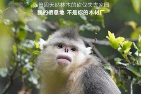 养宠物的奇妙转变:生活、情感与心灵的改变