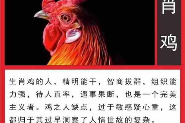 乙卯年属鸡人的命运分析：智慧与勇气的结合之旅
