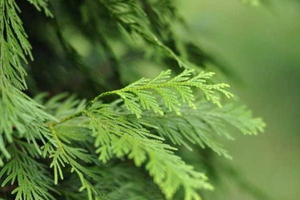 松柏木命男孩的命名与性格分析，助你选择合适的名字！