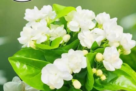 天上火命家居花卉选择:点燃生活的芳香与活力!