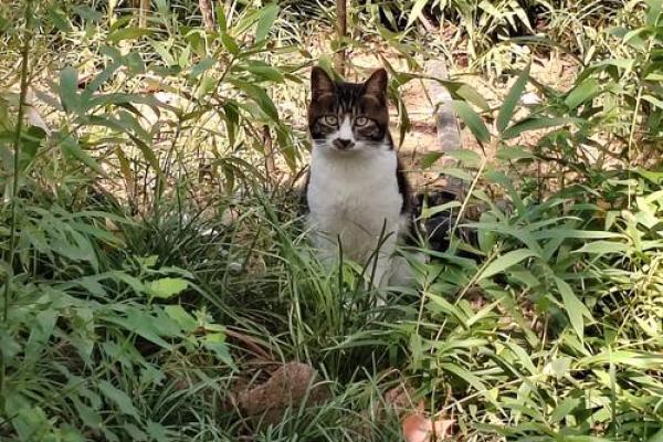 为何猫没有第十条命？探秘猫咪神秘的生存之道