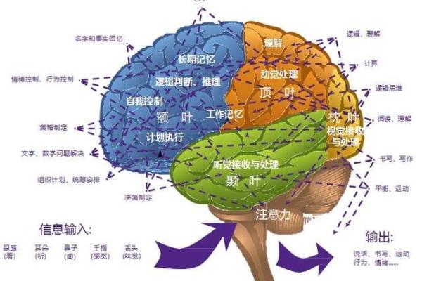 司印命理：揭示人生轨迹与命运的秘密艺术