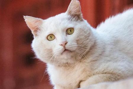 正月出生的猪宝宝:命运与性格的奇妙结合