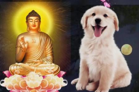 探讨生肖狗最崩溃的命运:人生中的挑战与转机
