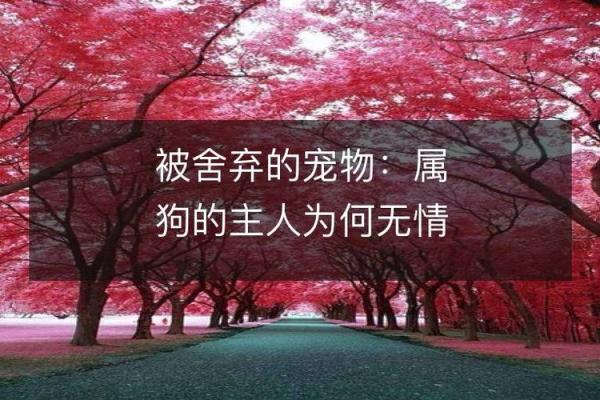 四年属狗的人命运解析：善良守信的狗年之星