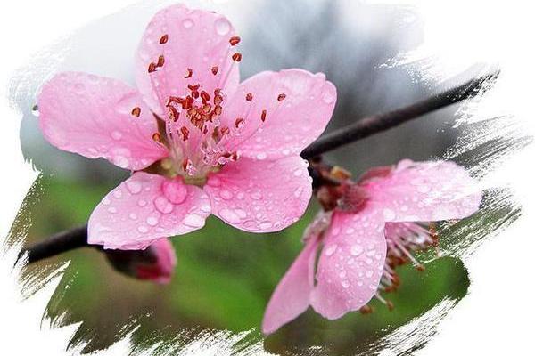 阳历2月2日出生的人命格解析：如何抓住命运的脉搏？