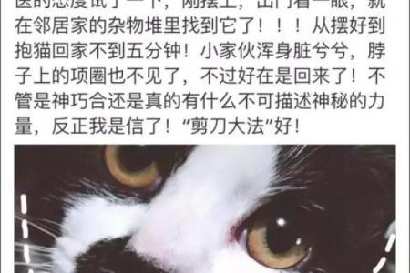 为什么猫浪费了八条命?探秘神秘猫咪的生存之道