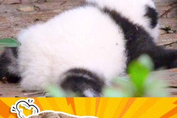算卦熊猫命：揭示命理与动物灵魂的奇妙联系