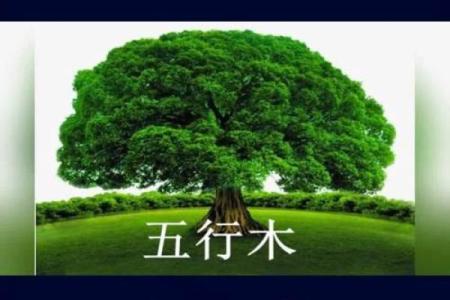 五行属木命的人:适合的职业与发展方向探讨