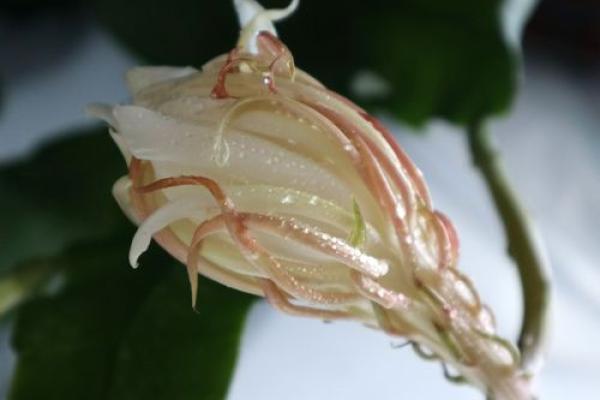 昙花一现：解读昙花命的命理特征与人生哲学