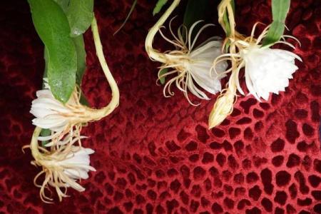 昙花一现：解读昙花命的命理特征与人生哲学