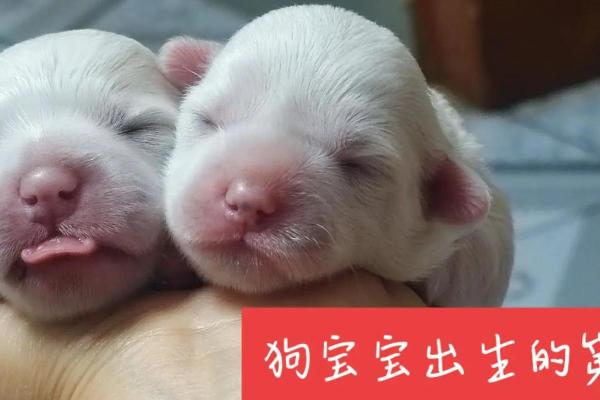 我家九四年出生的狗究竟是什么命运？探寻宠物命理的奥秘！