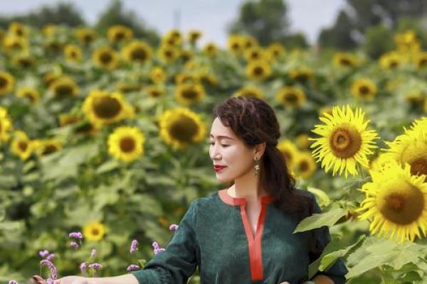 扎根葵花下：一生的选择与命运的启示