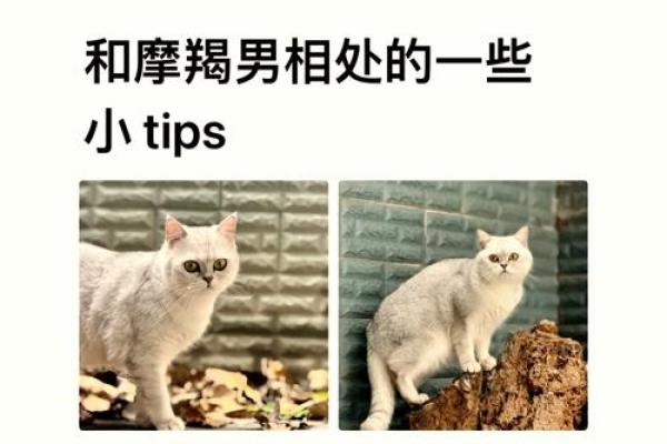 探索摩羯座的独特之处：为何他们没有克星命！