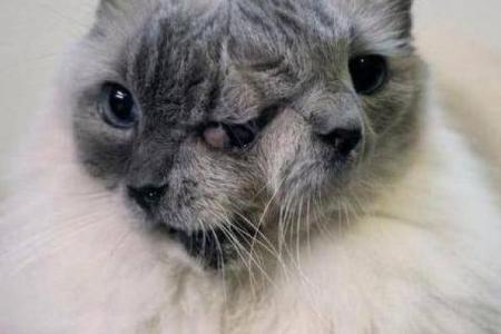 一九八七年的猫的命运与性格分析:神秘而迷人的星座故事