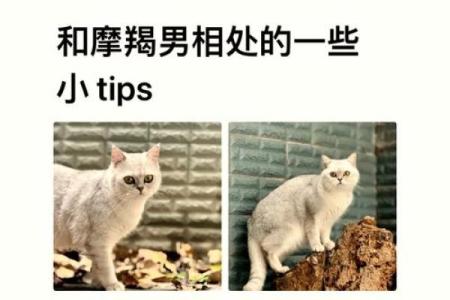 探索摩羯座的独特之处:为何他们没有克星命!