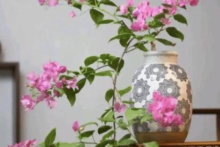 种花不爱活的人:命运中的坚持与放弃