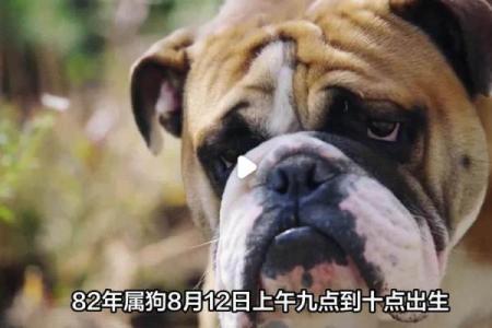 戊己日出生的男命:命格解读与人生运势的启示