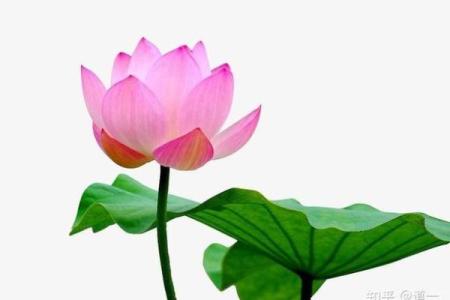 长得虎背熊腰的人生运势解析:他们的命运究竟如何?
