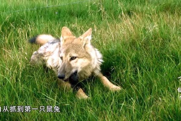 探索兔吃草：男孩的命运与性格分析