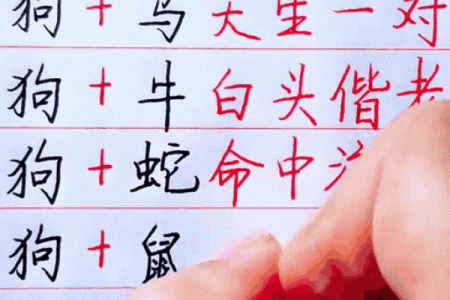 正月生肖狗：五行属土的命理解析与人生智慧