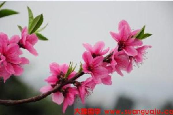 阴历四月出生的虎：细数命运与个性之美