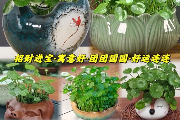 土命之人如何选择适合自己的铜钱及其吉祥寓意