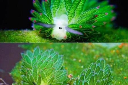 天生贱命的动物：探索被误解的生物魅力