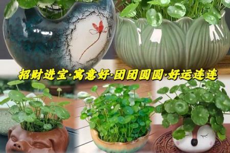 土命之人如何选择适合自己的铜钱及其吉祥寓意
