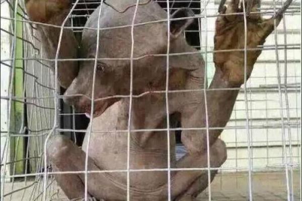 水猴命与哪些命相配：探索命理中的深层魅力