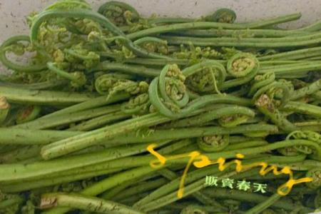 在野菜的世界中，隐藏着生死救援的秘密