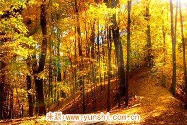 四柱命理中的丙火：掌握命运的符号与意义