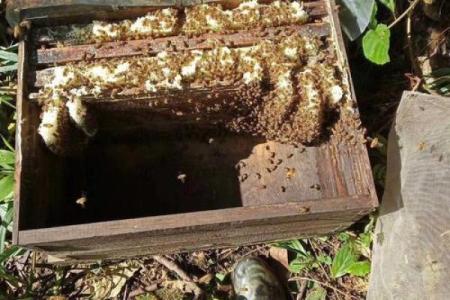 养蜜蜂需要什么才能成功?掌握这些技巧让你的蜂蜜事业如蜂飞舞!