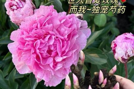 喜欢芍药花的人性格与运势解析:美丽花卉背后的命理秘密