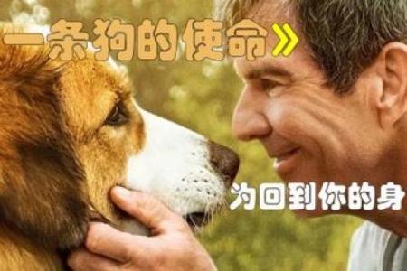 五十二岁的狗：探索生命的意义与陪伴的深度
