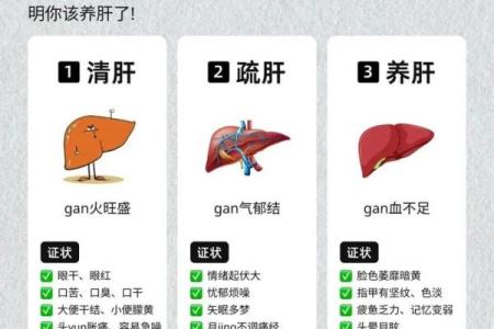 养肝与养命:让你健康长寿的秘密武器