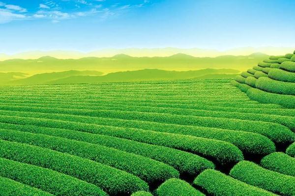 五十岁的马命格解析：人生智慧与幸福之路